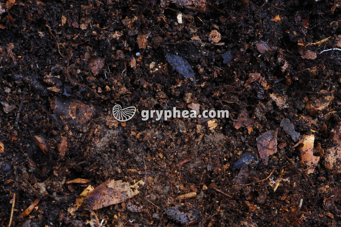 Humus et débris végétaux de la litière - gryphea.org